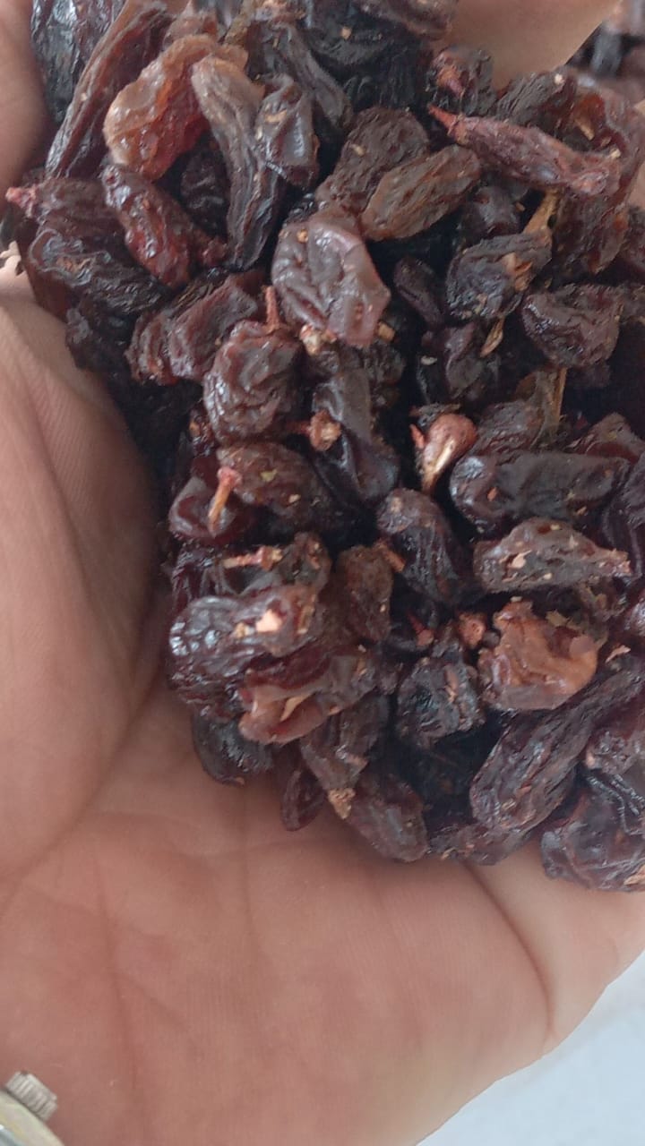 پخش کشمش آفتابی و آبگیری تقی پور در ارومیه